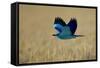 Common Roller (Coracias Garrulus) in Flight, Bulgaria, May 2008-Nill-Framed Stretched Canvas