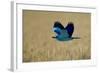 Common Roller (Coracias Garrulus) in Flight, Bulgaria, May 2008-Nill-Framed Photographic Print