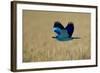 Common Roller (Coracias Garrulus) in Flight, Bulgaria, May 2008-Nill-Framed Photographic Print