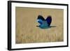 Common Roller (Coracias Garrulus) in Flight, Bulgaria, May 2008-Nill-Framed Photographic Print