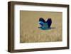 Common Roller (Coracias Garrulus) in Flight, Bulgaria, May 2008-Nill-Framed Photographic Print