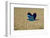 Common Roller (Coracias Garrulus) in Flight, Bulgaria, May 2008-Nill-Framed Photographic Print