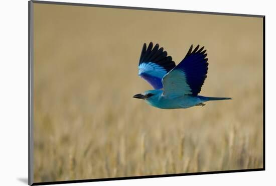 Common Roller (Coracias Garrulus) in Flight, Bulgaria, May 2008-Nill-Mounted Photographic Print