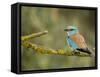 Common Roller Perched, South Spain-Inaki Relanzon-Framed Stretched Canvas