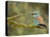 Common Roller Perched, South Spain-Inaki Relanzon-Stretched Canvas