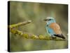 Common Roller Perched, South Spain-Inaki Relanzon-Stretched Canvas