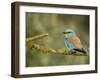 Common Roller Perched, South Spain-Inaki Relanzon-Framed Photographic Print