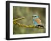 Common Roller Perched, South Spain-Inaki Relanzon-Framed Photographic Print