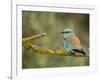 Common Roller Perched, South Spain-Inaki Relanzon-Framed Photographic Print