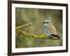 Common Roller Perched, South Spain-Inaki Relanzon-Framed Photographic Print