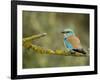 Common Roller Perched, South Spain-Inaki Relanzon-Framed Photographic Print