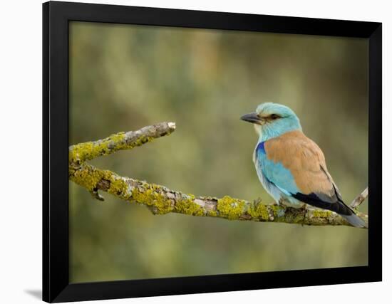 Common Roller Perched, South Spain-Inaki Relanzon-Framed Photographic Print