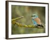 Common Roller Perched, South Spain-Inaki Relanzon-Framed Photographic Print