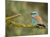 Common Roller Perched, South Spain-Inaki Relanzon-Mounted Photographic Print