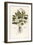 Common Sage - Salvia Officinalis (Salvia Maior) by Leonhart Fuchs from De Historia Stirpium Comment-null-Framed Giclee Print