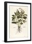 Common Sage - Salvia Officinalis (Salvia Maior) by Leonhart Fuchs from De Historia Stirpium Comment-null-Framed Giclee Print