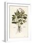 Common Sage - Salvia Officinalis (Salvia Maior) by Leonhart Fuchs from De Historia Stirpium Comment-null-Framed Giclee Print