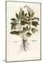 Common Sage - Salvia Officinalis (Salvia Maior) by Leonhart Fuchs from De Historia Stirpium Comment-null-Mounted Giclee Print