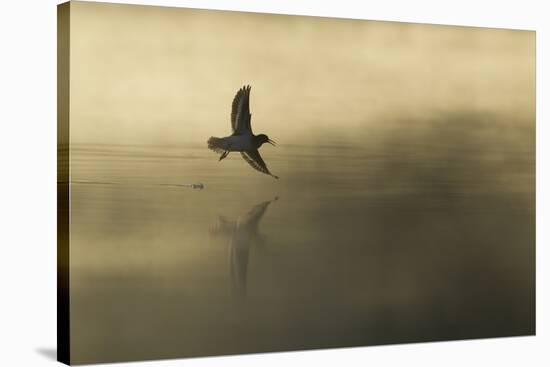 Common Sandpiper (Actitis Hypoleucos) Adult in Flight over Loch at Dawn.Cairngorms Np, Scotland, UK-Mark Hamblin-Stretched Canvas