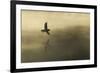 Common Sandpiper (Actitis Hypoleucos) Adult in Flight over Loch at Dawn.Cairngorms Np, Scotland, UK-Mark Hamblin-Framed Photographic Print