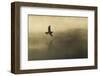 Common Sandpiper (Actitis Hypoleucos) Adult in Flight over Loch at Dawn.Cairngorms Np, Scotland, UK-Mark Hamblin-Framed Photographic Print