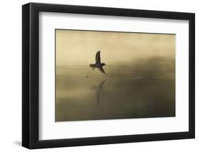 Common Sandpiper (Actitis Hypoleucos) Adult in Flight over Loch at Dawn.Cairngorms Np, Scotland, UK-Mark Hamblin-Framed Photographic Print