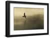 Common Sandpiper (Actitis Hypoleucos) Adult in Flight over Loch at Dawn.Cairngorms Np, Scotland, UK-Mark Hamblin-Framed Photographic Print