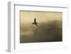 Common Sandpiper (Actitis Hypoleucos) Adult in Flight over Loch at Dawn.Cairngorms Np, Scotland, UK-Mark Hamblin-Framed Photographic Print