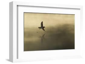 Common Sandpiper (Actitis Hypoleucos) Adult in Flight over Loch at Dawn.Cairngorms Np, Scotland, UK-Mark Hamblin-Framed Photographic Print