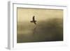 Common Sandpiper (Actitis Hypoleucos) Adult in Flight over Loch at Dawn.Cairngorms Np, Scotland, UK-Mark Hamblin-Framed Photographic Print