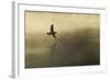 Common Sandpiper (Actitis Hypoleucos) Adult in Flight over Loch at Dawn.Cairngorms Np, Scotland, UK-Mark Hamblin-Framed Photographic Print