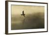 Common Sandpiper (Actitis Hypoleucos) Adult in Flight over Loch at Dawn.Cairngorms Np, Scotland, UK-Mark Hamblin-Framed Photographic Print