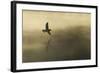 Common Sandpiper (Actitis Hypoleucos) Adult in Flight over Loch at Dawn.Cairngorms Np, Scotland, UK-Mark Hamblin-Framed Photographic Print