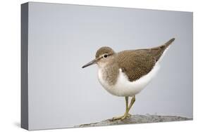 Common Sandpiper (Actitis Hypoleucos) Elbe Biosphere Reserve, Lower Saxony, Germany, September-Damschen-Stretched Canvas