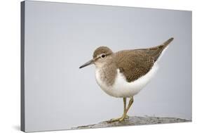 Common Sandpiper (Actitis Hypoleucos) Elbe Biosphere Reserve, Lower Saxony, Germany, September-Damschen-Stretched Canvas