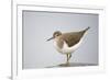 Common Sandpiper (Actitis Hypoleucos) Elbe Biosphere Reserve, Lower Saxony, Germany, September-Damschen-Framed Premium Photographic Print