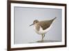 Common Sandpiper (Actitis Hypoleucos) Elbe Biosphere Reserve, Lower Saxony, Germany, September-Damschen-Framed Premium Photographic Print