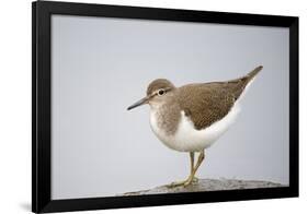 Common Sandpiper (Actitis Hypoleucos) Elbe Biosphere Reserve, Lower Saxony, Germany, September-Damschen-Framed Premium Photographic Print