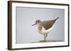 Common Sandpiper (Actitis Hypoleucos) Elbe Biosphere Reserve, Lower Saxony, Germany, September-Damschen-Framed Photographic Print