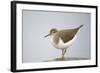 Common Sandpiper (Actitis Hypoleucos) Elbe Biosphere Reserve, Lower Saxony, Germany, September-Damschen-Framed Photographic Print