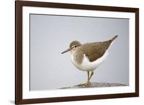 Common Sandpiper (Actitis Hypoleucos) Elbe Biosphere Reserve, Lower Saxony, Germany, September-Damschen-Framed Photographic Print