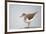 Common Sandpiper (Actitis Hypoleucos) Elbe Biosphere Reserve, Lower Saxony, Germany, September-Damschen-Framed Photographic Print