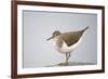 Common Sandpiper (Actitis Hypoleucos) Elbe Biosphere Reserve, Lower Saxony, Germany, September-Damschen-Framed Photographic Print