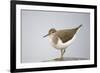 Common Sandpiper (Actitis Hypoleucos) Elbe Biosphere Reserve, Lower Saxony, Germany, September-Damschen-Framed Photographic Print