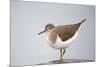 Common Sandpiper (Actitis Hypoleucos) Elbe Biosphere Reserve, Lower Saxony, Germany, September-Damschen-Mounted Photographic Print