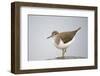 Common Sandpiper (Actitis Hypoleucos) Elbe Biosphere Reserve, Lower Saxony, Germany, September-Damschen-Framed Photographic Print