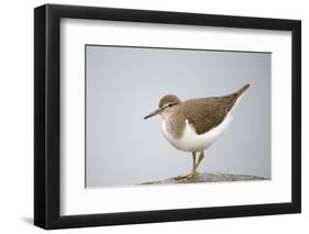 Common Sandpiper (Actitis Hypoleucos) Elbe Biosphere Reserve, Lower Saxony, Germany, September-Damschen-Framed Photographic Print