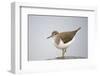 Common Sandpiper (Actitis Hypoleucos) Elbe Biosphere Reserve, Lower Saxony, Germany, September-Damschen-Framed Photographic Print