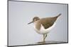 Common Sandpiper (Actitis Hypoleucos) Elbe Biosphere Reserve, Lower Saxony, Germany, September-Damschen-Mounted Photographic Print