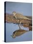 Common Sandpiper (Actitis Hypoleucos), Kruger National Park, South Africa-James Hager-Stretched Canvas